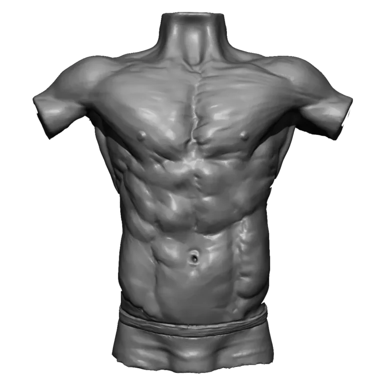 torso human bodies