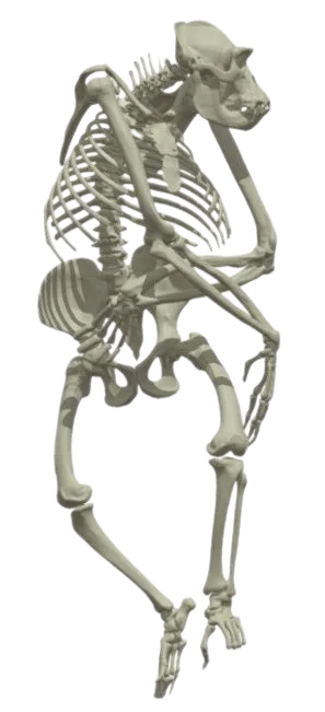 Adult Gorilla Skeleton