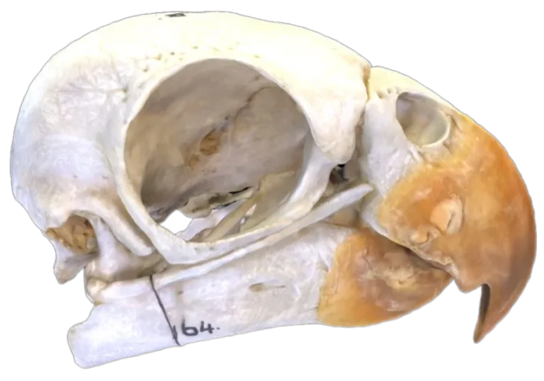 African Grey Parrot Skull