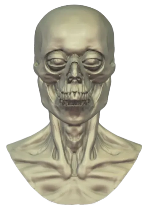 Anatomy head STL