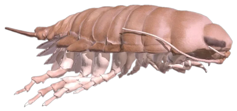Deep Sea Booralana Isopod