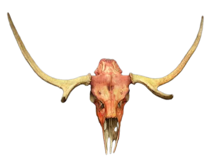 Deer Skull - Photoscan