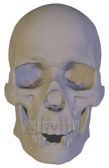 Human Skull (untextured)