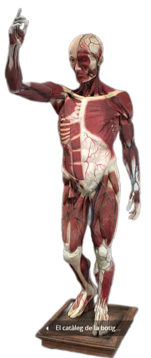 Model humà anatòmic