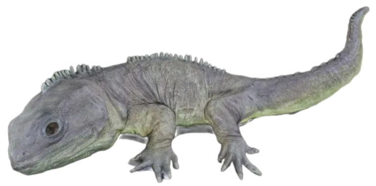 Tuatara (Sphenodon)