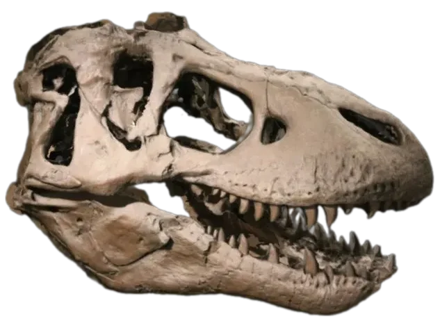 Tyrannosaurus rex skull (MOTE)