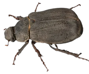 Black-Chafer-Beetle