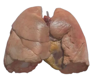 lungs & heart