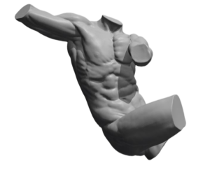 Male-Anatomy torso