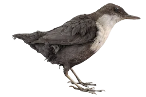 white-throated-dipper