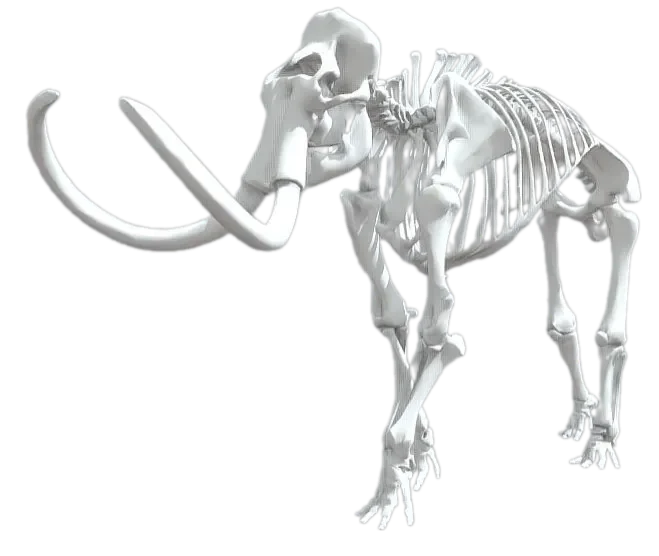 skeleton Mammoth